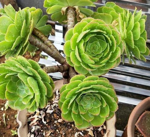 最新国际服植物爆料,国际服新植物爆料,神秘植物阵容即将揭晓! 第2张 最新国际服植物爆料,国际服新植物爆料,神秘植物阵容即将揭晓! 第2张