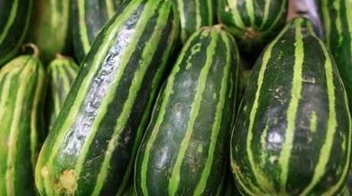 临沂网红吃梢瓜现场,临沂网红现场挑战梢瓜大胃王 第3张 临沂网红吃梢瓜现场,临沂网红现场挑战梢瓜大胃王 第3张